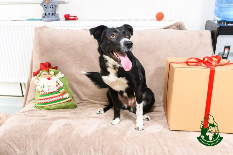 Bucurie de la Adapostul Speranta