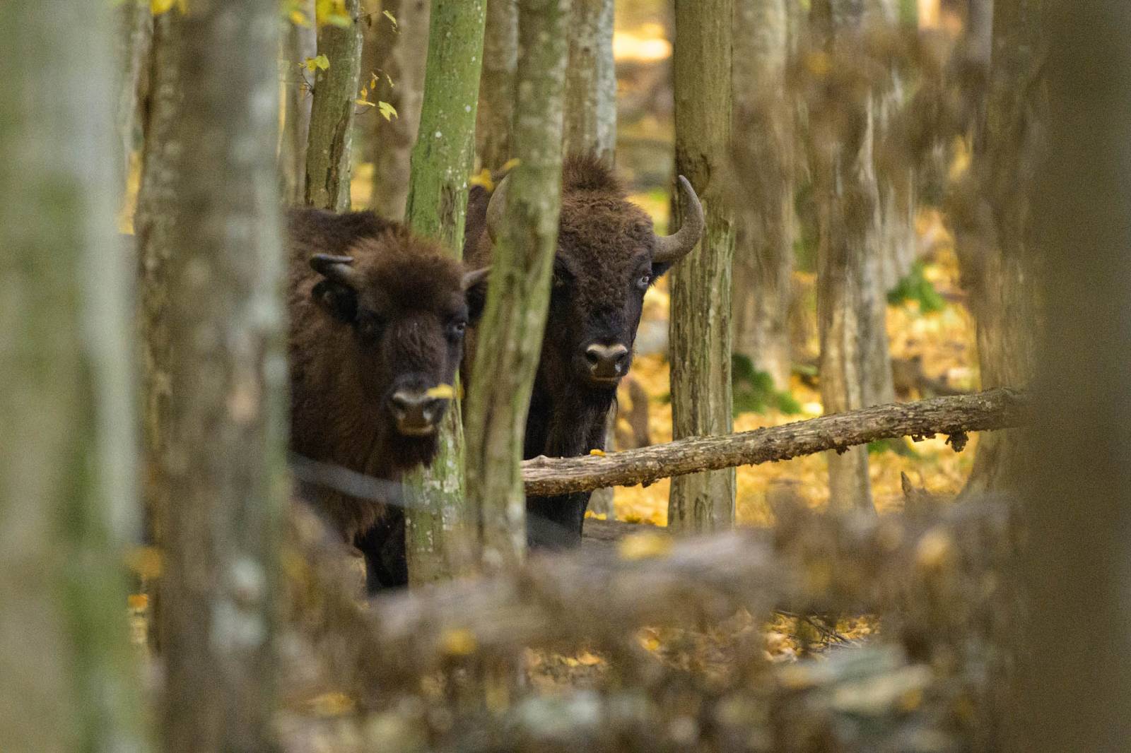 Coloana sonoră a naturii românești: piesa „Zimbru” se lansează la radio de Ziua Pământului