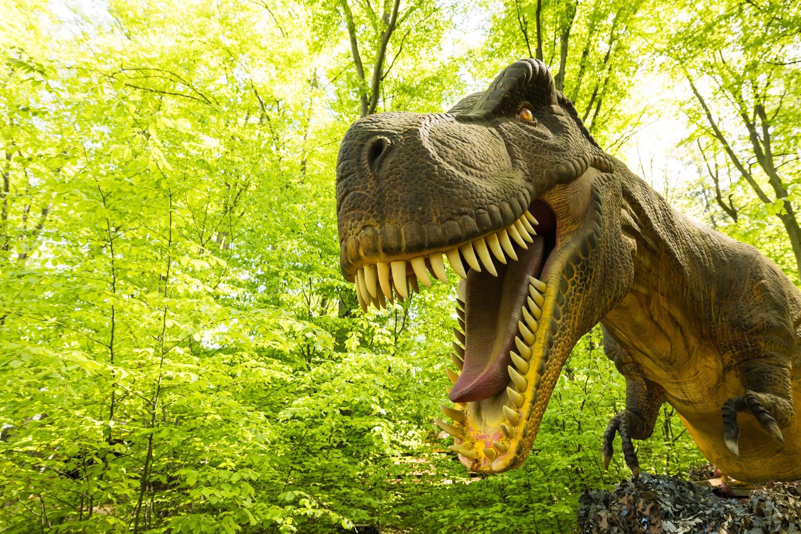 Muzeul Padurii Dino Parc 3