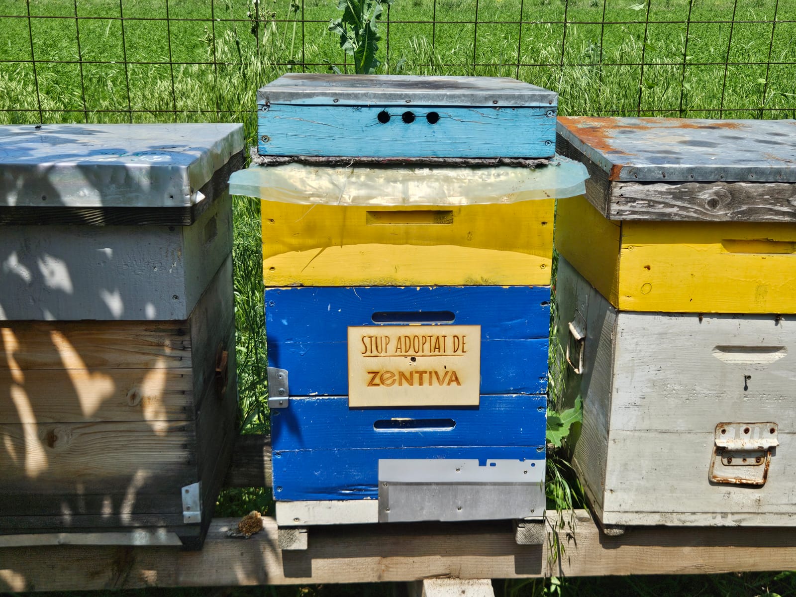 Zentiva susține biodiversitatea și adoptă 20 de stupi de albine 3 Vizual