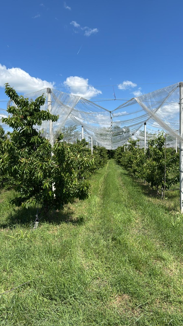 Secretul din spatele unei livezi de cireșe bio: de la sol viu la agricultură regenerativă 1 Secretul din spatele unei livezi de cireșe bio