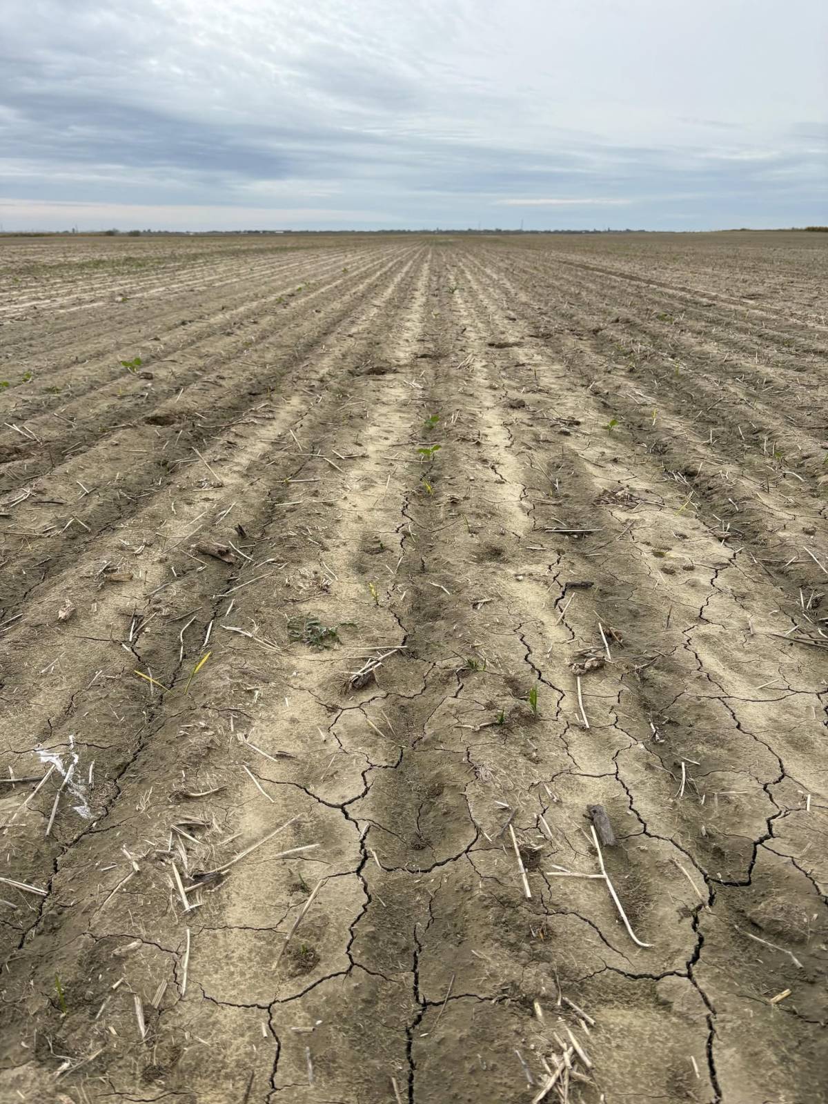 Agra Asigurări majorează cu 20% despăgubirea pentru reînsămânțare în noua campanie agricolă 2 Agra Asigurari 03