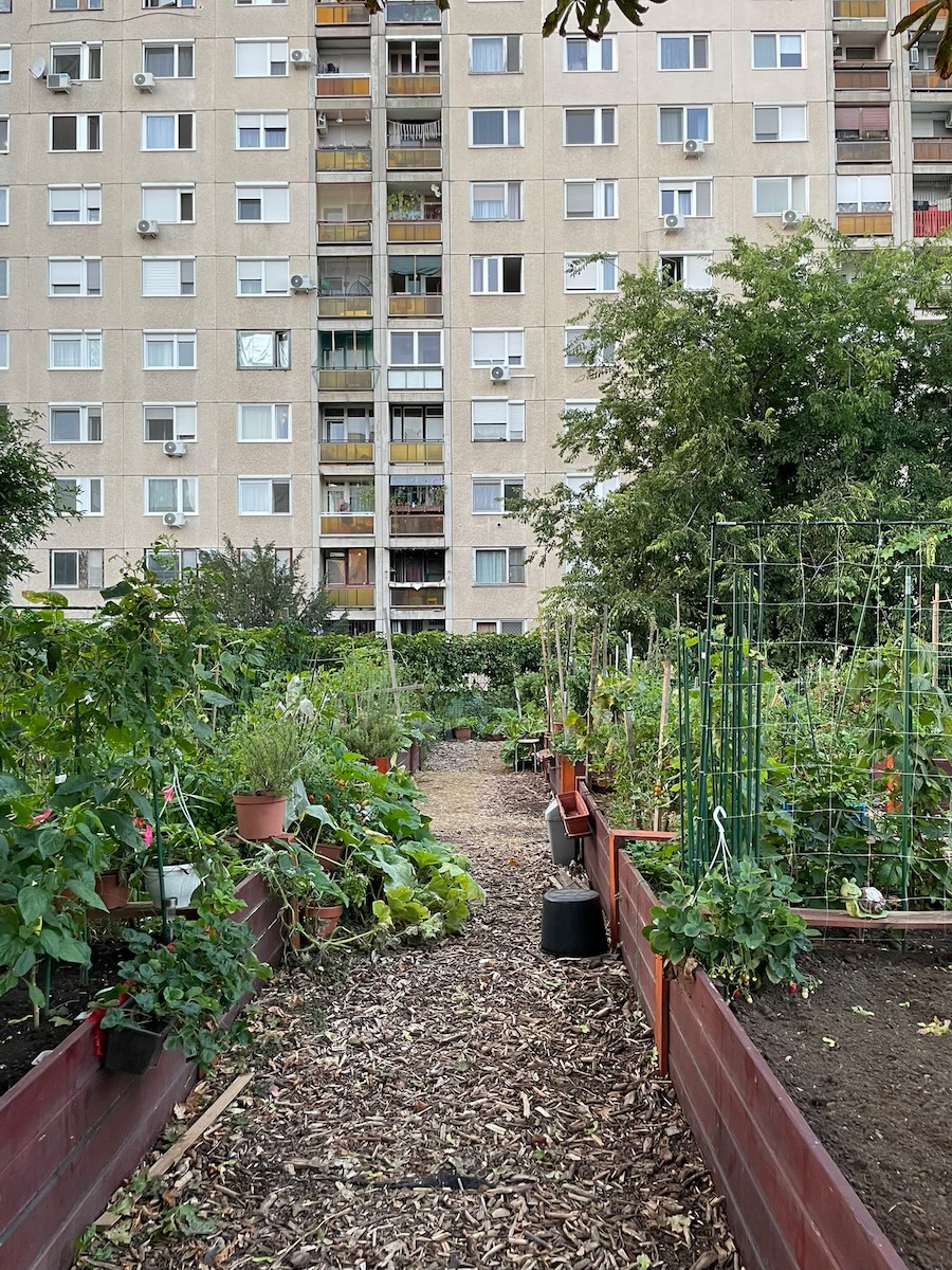 O cercetare despre grădini, comunități și lumea vie, începută în România, ajunge la MODEM în Debrecen 6 Cultivators of Life Gardens in Debrecen. Photo by Orsolya Gal during the residency at MODEM
