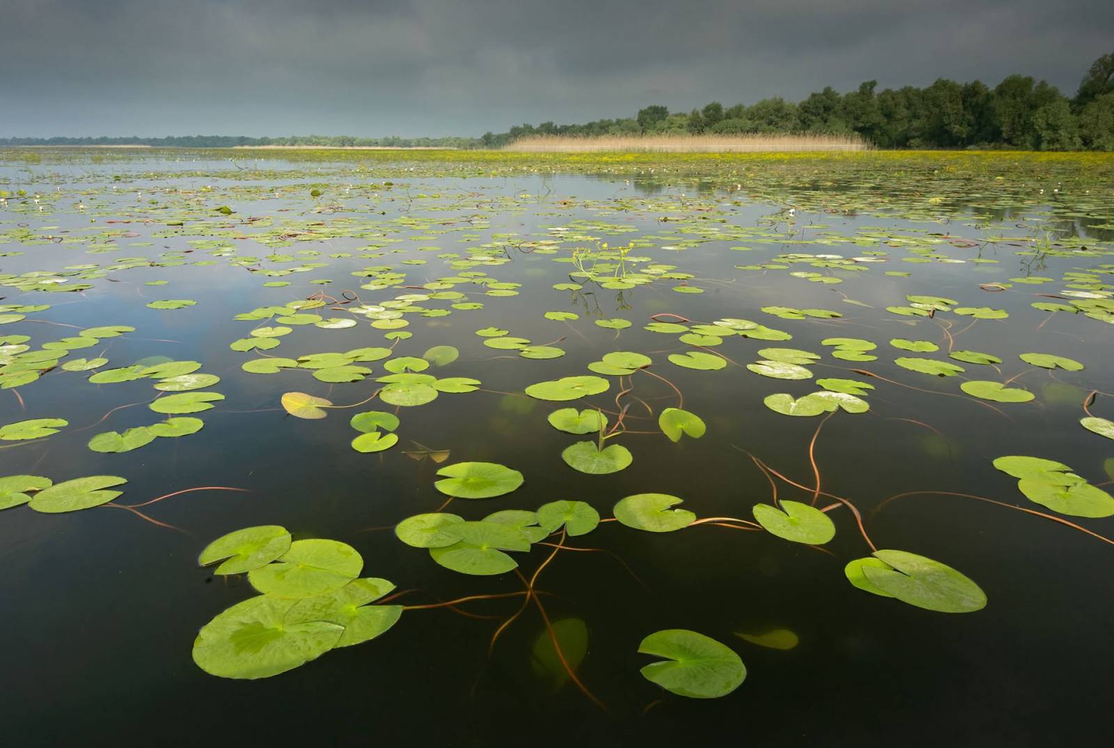 Echipa „Delta Sălbatică” susține proiectele de reconstrucție ecologică și renaturare derulate de organizațiile de mediu 1 Delta Salbatica apa