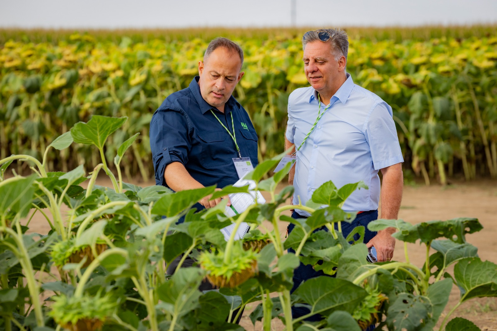 Daunele în agricultură s-au dublat în ultimul an 1 Horia Adrian Lupu Daniele Caceffo