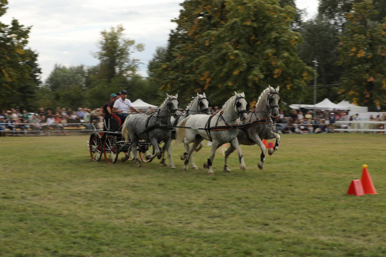 Karpatia Horse Show 2026: călăreții români au dominat podiumul la 2*, iar Turcia a câștigat Cupa Balcanică pe echipe 23 atelaje 4 cai3