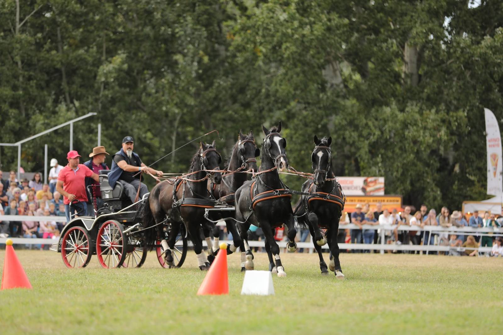 Karpatia Horse Show 2026: călăreții români au dominat podiumul la 2*, iar Turcia a câștigat Cupa Balcanică pe echipe 24 atelaje conuri