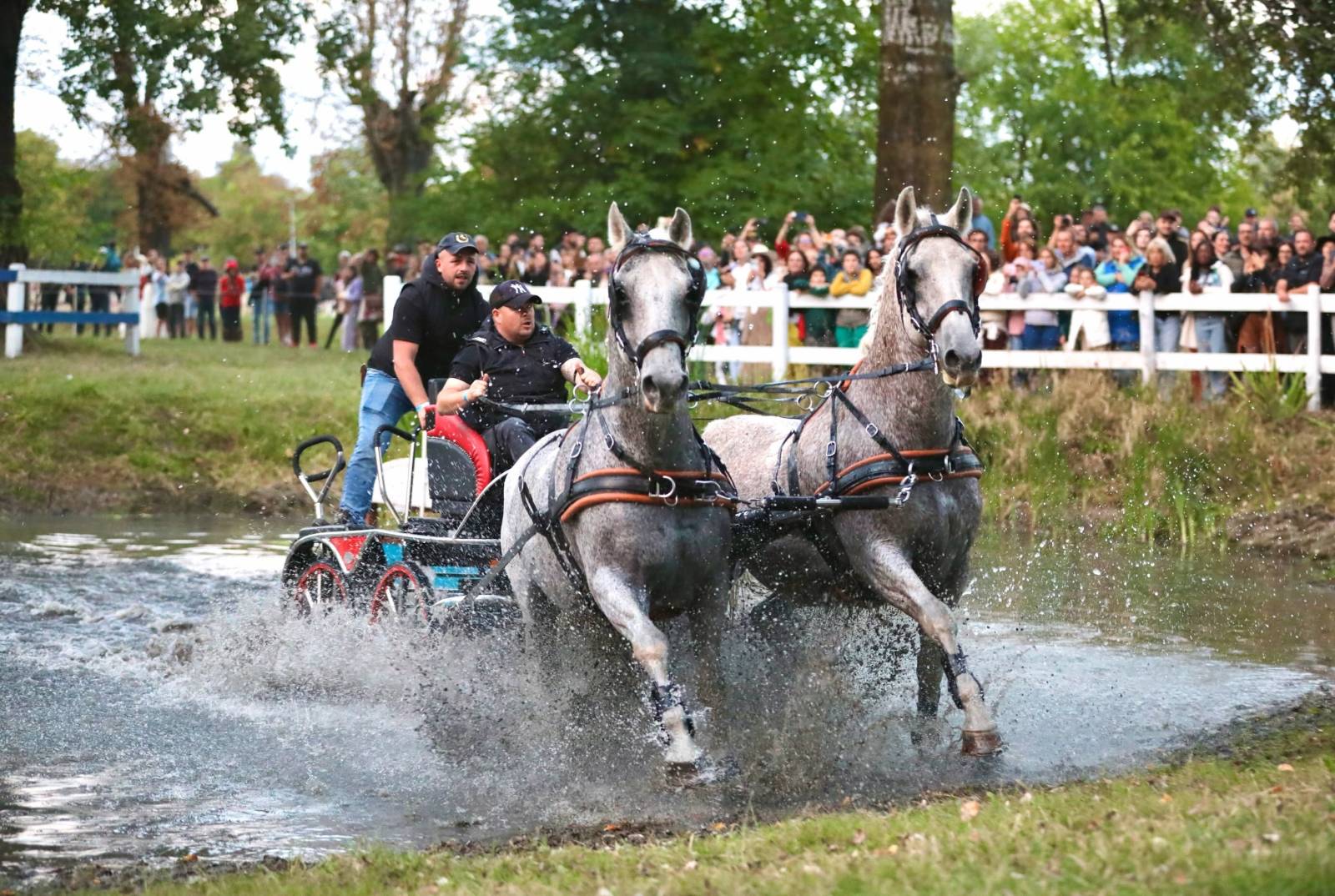 Karpatia Horse Show 2026: călăreții români au dominat podiumul la 2*, iar Turcia a câștigat Cupa Balcanică pe echipe 25 atelaje01