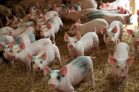 Comisia Europeană aprobă un ajutor de 50.000 de euro pentru crescătorii de porci din România 2