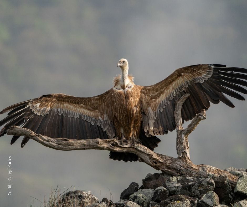 Rewilding România și SOR lansează prima platformă interactivă din România dedicată vulturilor 3 vulturi